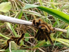 Malacosoma franconicum