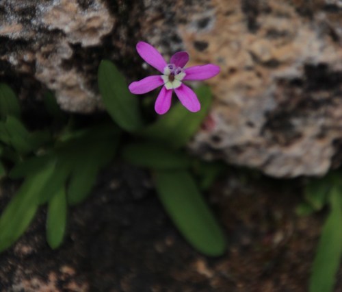 Kamies Fairypipe (Xenoscapa uliginosa)
