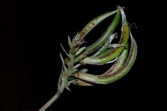 Astragalus monspessulanus subsp. gypsophilus image
