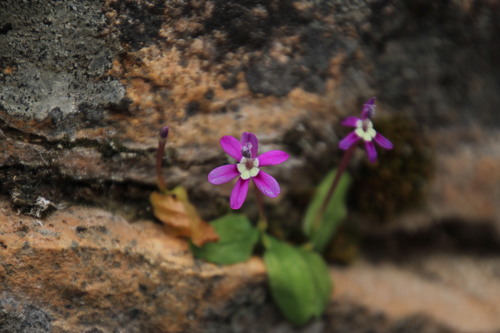Image of Xenoscapa uliginosa by (c) Tony Rebelo, some rights reserved (CC BY-SA)