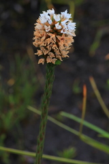 Epacris lanuginosa