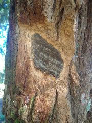 Moquiniastrum polymorphum