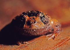 Strabomantis sulcatus