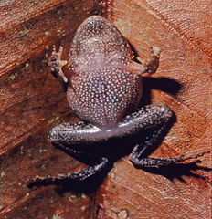 Strabomantis sulcatus