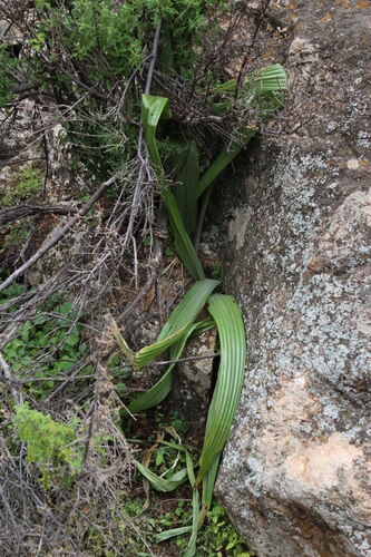 Empodium namaquensis (Empodium namaquensis)