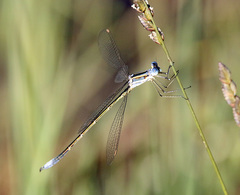 Lestes plagiatus