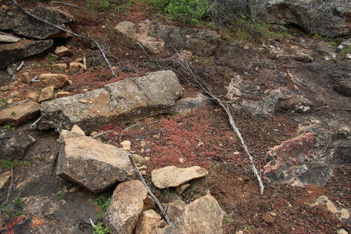 Crassula oblanceolata