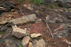 Crassula strigosa