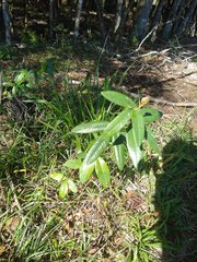 Erythroxylum deciduum