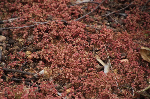 Crassula oblanceolata