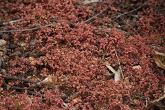 Crassula strigosa