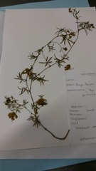 Rhynchosia microscias