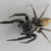 Desert Ant-mimicking Jumping Spider - Photo (c) Peter Slingsby, some rights reserved (CC BY-NC)