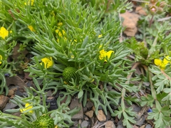 Ceratocephala falcata