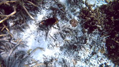 Chaetodon flavirostris