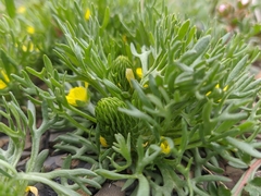 Ceratocephala falcata