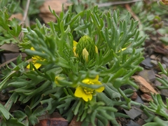 Ceratocephala falcata