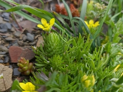 Ceratocephala falcata