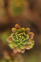 Crassuloideae