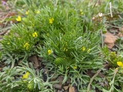 Ceratocephala falcata