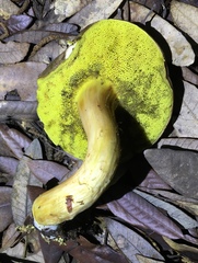 Boletus subtomentosus image
