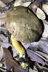 Boletus subtomentosus image