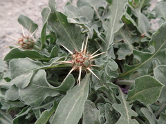 Centaurea