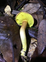 Boletus subtomentosus image