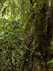 Metrosideros colensoi