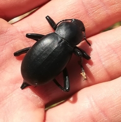 Blaps lusitanica
