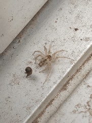 Oecobius maculatus