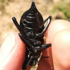 Blaps lusitanica