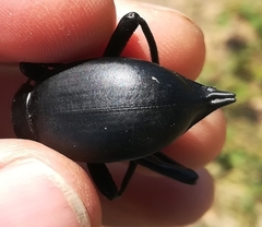 Blaps lusitanica