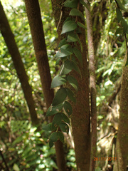 Metrosideros colensoi