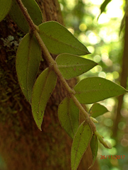 Metrosideros colensoi