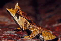 Hemiphractus scutatus