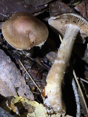 Cortinarius cisqhale