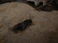 Stratiomys longicornis