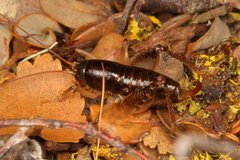 Hemiandrus nox