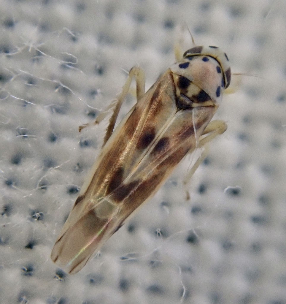 10-spot leafhopper