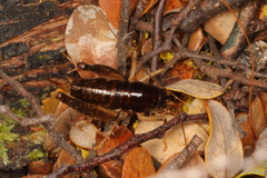Hemiandrus nox