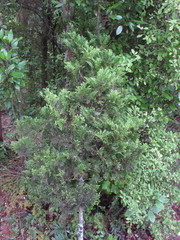 Libocedrus bidwillii