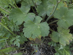 Ranunculus velutinus