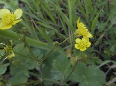 Ranunculus velutinus