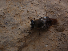 Stratiomys longicornis