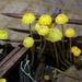Western Yellow Mycena - Photo (c) Damon Tighe, some rights reserved (CC BY-NC), uploaded by Damon Tighe