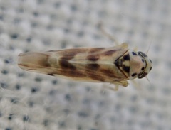 Linnavuoriana decempunctata