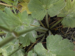 Ranunculus velutinus
