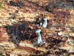 Mycena arcangeliana
