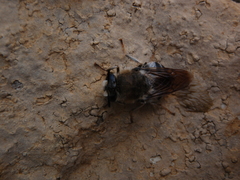 Stratiomys longicornis